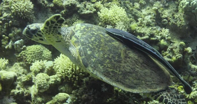 Turtle accompanied by Remora Fish by the Coral Reef of The Red Sea of Egypt shot on 4K