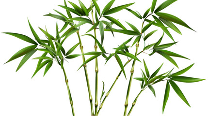 Obraz premium Grace Bamboo of Nature on Transparent Background. PNG file