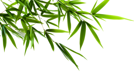 Grace Bamboo of Nature on Transparent Background. PNG file
