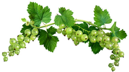 green Currant on Transparent or white Background. PNG file