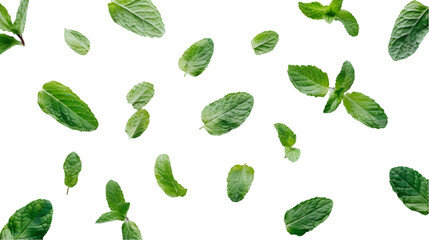 green mint leaves on a white background. PNG file