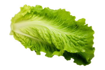 Fresh Lettuce Leaf on White Background. On a Transparent Background.