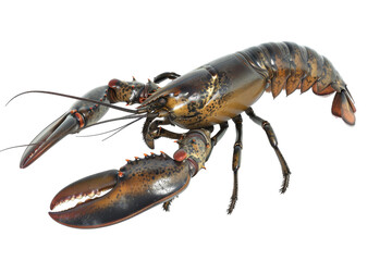 Close-up of a Lobster on a White Background. On a Transparent Background.