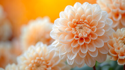 Close up of beautiful orange dahlia flower with water droplets