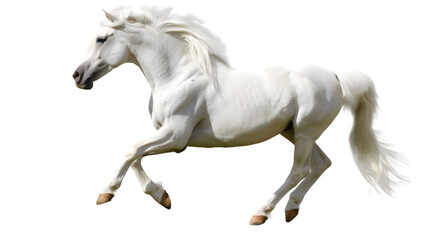 white graceful Horse in Motion on Transparent Background, png