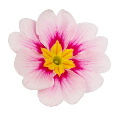 Pink flower isolated on white background