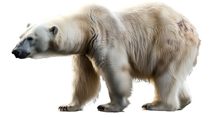 Obraz premium wild polar bear with white fur isolated on transparent background, png
