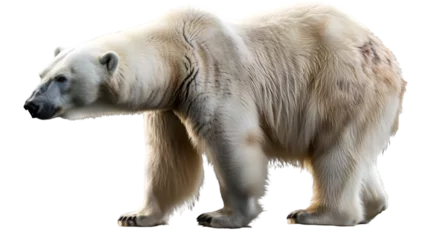 Foto op Canvas wild polar bear with white fur isolated on transparent background, png © Pretty Panda