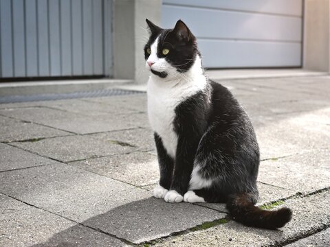  Cute tuxedo cat sitting on footpath and looking away.