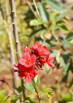 jatropha peregrina flora red flower in the garden