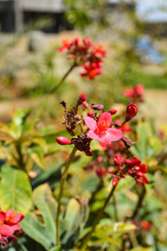 close up of jatropha peregrina flora red flower in the garden