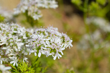 flowers in a garden 