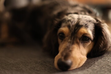 Lonely dachshund looking sad, resting on the sofa