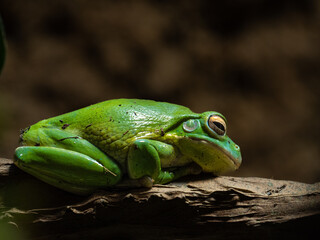 Frosch