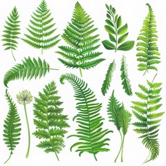 Clipart illustration with various fern leaf on a white background