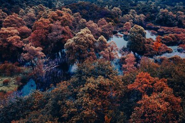 Bäume leuchten im Wasser