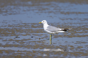 A Mew gull on a beach on a sunny day