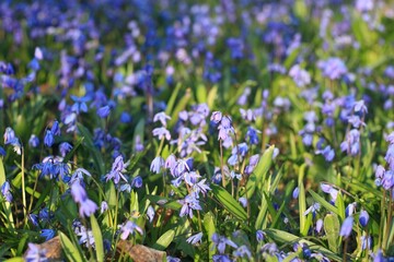 Blue flowers of Siberian squill, lat.  Scilla siberica.  Flowering bulbous plant in spring garden good as natural backround.