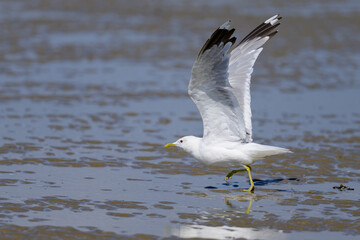 A Mew gull on a beach on a sunny day
