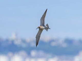 A Whimbrel in flight on a sunny day