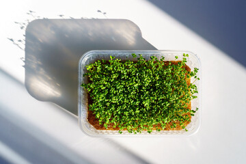 Green broccoli sprouts in a container on a white tabletop. Growing micro greens for a healthy diet....