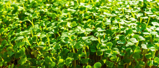 Green broccoli sprouts close-up. Growing micro greens for a healthy diet. Vegan food.