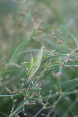 grasshopper on a branch