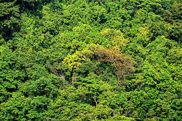 Fototapeta premium Detail of the forest on the island