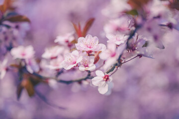 Obraz premium Cherry plum branch in blossom, beautiful spring season background
