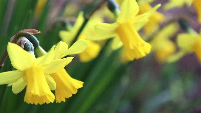 yellow pring flowers, daffodils moving in wind garden