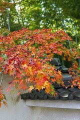 Fototapeta na wymiar Close up autumn red Maple plant leaves