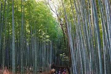 Natural landscape of Arashiyama green Bamboo groove walkway, One of the most popular tourist...