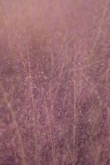 frost on grass