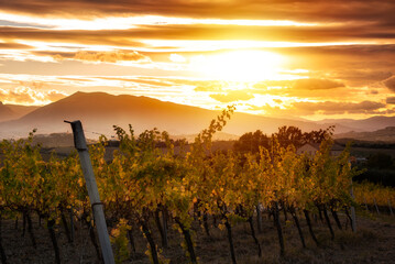 Sunset in countryside with vineyard in fall