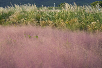 grass in the wind