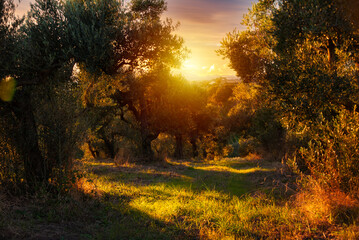 Olive tree in garden on sunset