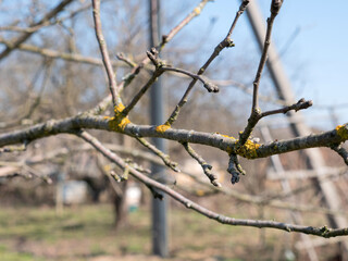 The branches of the fruit tree are cleaned of lichens. Gardening. Spring garden care.