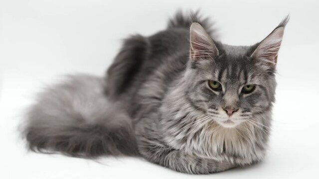 cute gray cat on a light background