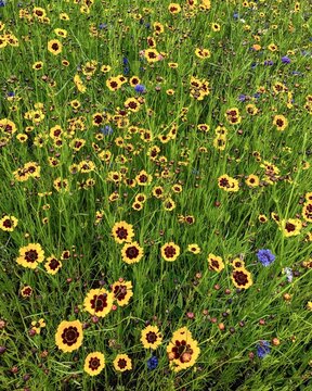 flowers in the spring meadow 