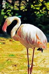 The flamingo in the zoo