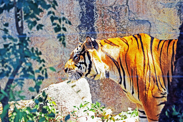 The big tiger in the zoo