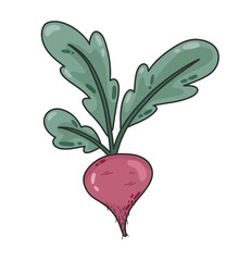 Organic beetroot doodle cartoon vegetable. Vegan diet grocery products, natural healthy food concept, cooking ingredients hand drawn vector. vegan products shops, and organic market.