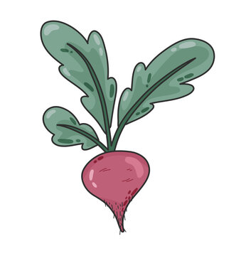 Organic beetroot doodle cartoon vegetable. Vegan diet grocery products, natural healthy food concept, cooking ingredients hand drawn vector. vegan&nbsp;products shops, and organic market.