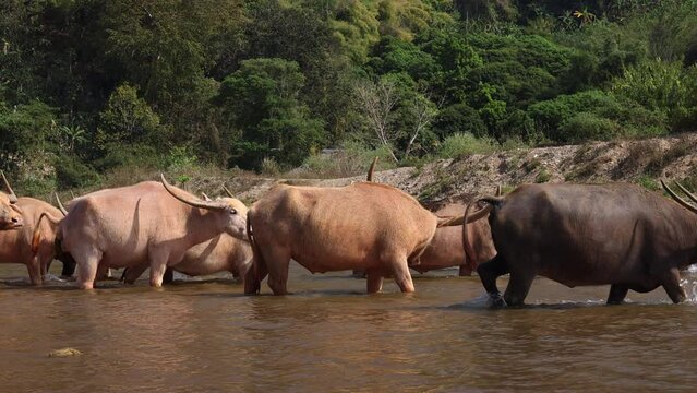 Albino buffalo herd with large horns crossing river in Chiang Mai, Thailand.