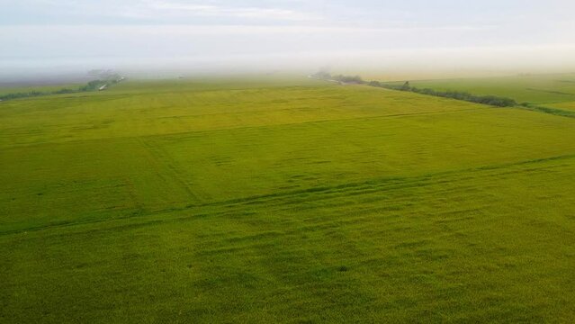 green rice field with fog seen from above, beautiful green field with clouds and gray day