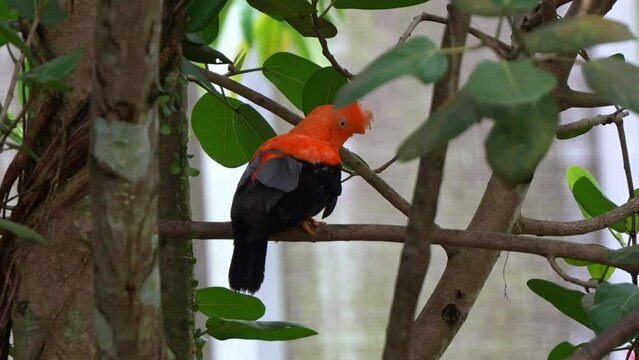 Male Andean cock-of-the-rock, rupicola peruvianus with striking plumage, perched on tree branch, shaking its head, curiously wondering around the surroundings.