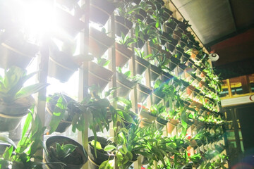 sunlight entering between the gaps in the decorative arrangement of green plants