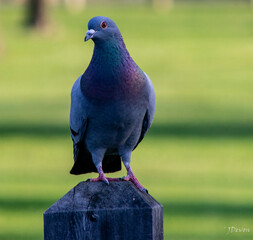 pigeon in the park