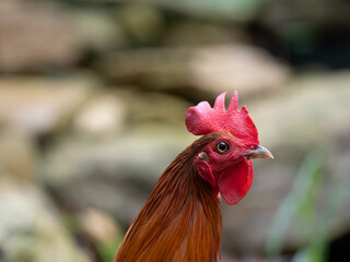 Headshot of Rooster 