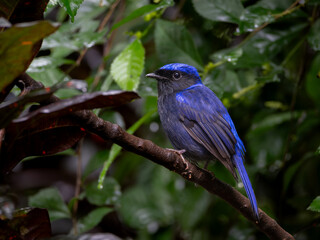 Obraz premium Small Niltava Blue Bird Shot In Jungle 
